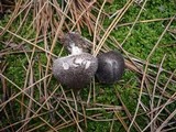 Tricholoma atrosquamosum image