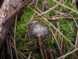 Tricholoma atrosquamosum image