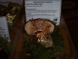 Tricholoma colossus image