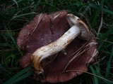 Tricholoma fracticum image