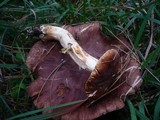 Tricholoma fracticum image
