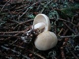 Tricholoma inamoenum image