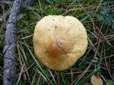 Tricholoma joachimii image