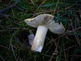 Tricholoma joachimii image
