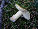 Tricholoma joachimii image