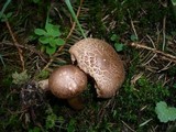 Tricholoma imbricatum image