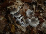 Tricholoma sciodes image