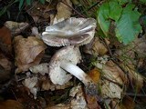 Tricholoma sciodes image