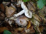 Tricholoma sciodes image