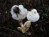 Tricholoma stiparophyllum image