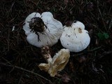 Tricholoma stiparophyllum image