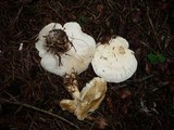 Tricholoma stiparophyllum image