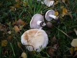 Tricholoma stiparophyllum image