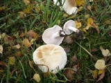 Tricholoma stiparophyllum image