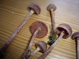 Tubaria confragosa image