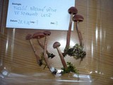 Tubaria confragosa image
