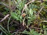 Tubaria conspersa image