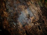 Tulasnella albida image
