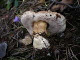 Tylopilus felleus image