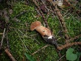 Tylopilus felleus image