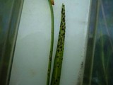 Urocystis galanthi image