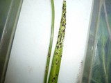 Urocystis galanthi image