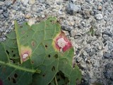 Uromyces acetosae image