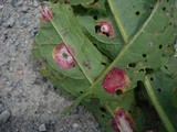 Uromyces acetosae image