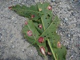 Uromyces acetosae image