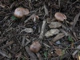 Gymnopus luxurians image