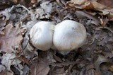 Entoloma sinuatum image