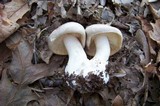 Entoloma sinuatum image