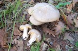 Entoloma sinuatum image