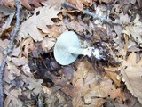 Clitocybe odora image