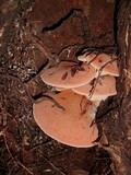 Fistulina hepatica image