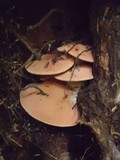 Fistulina hepatica image