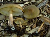 Melanoleuca cognata image
