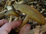Melanoleuca cognata image