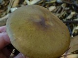 Melanoleuca cognata image