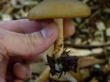 Melanoleuca cognata image
