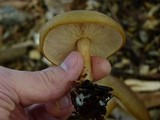 Melanoleuca cognata image