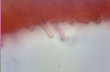 Melanoleuca cognata image