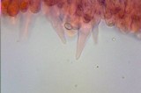 Melanoleuca cognata image