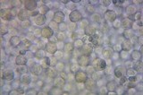 Melanoleuca cognata image