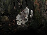 Kretzschmaria deusta image