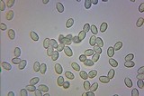 Melanoleuca cognata image