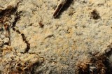 Botryobasidium conspersum image