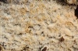 Botryobasidium conspersum image