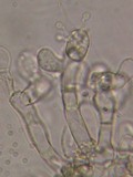 Botryobasidium conspersum image