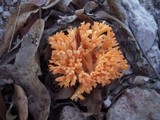 Ramaria anziana image